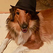 Hazel is registered to the contest to win money with this photo: dog, fedora_hat, smiling, lying_down, indoor, floor, tile_floor, brown_fur, white_fur, pet, canine, portrait, friendly, animal, muzzle, ears, fur, looking_at_camera, domestic_animal, relaxed