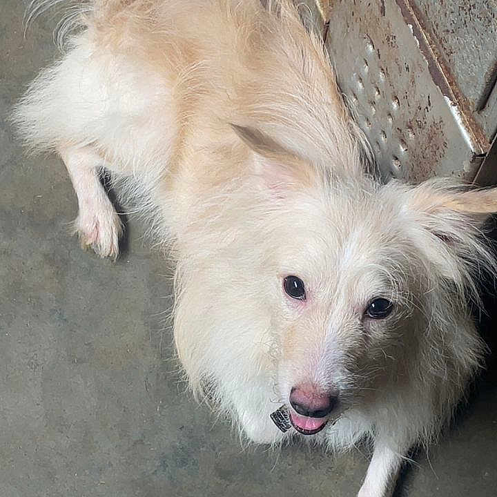 Xavi is registered to the contest to win money with this photo: animal, cabinet, canine, collar, concrete, dog, ears, floor, fluffy, fur, happy, indoor, looking_up, muzzle, paw, pet, rusty_metal, scruffy, tongue_out, white_dog