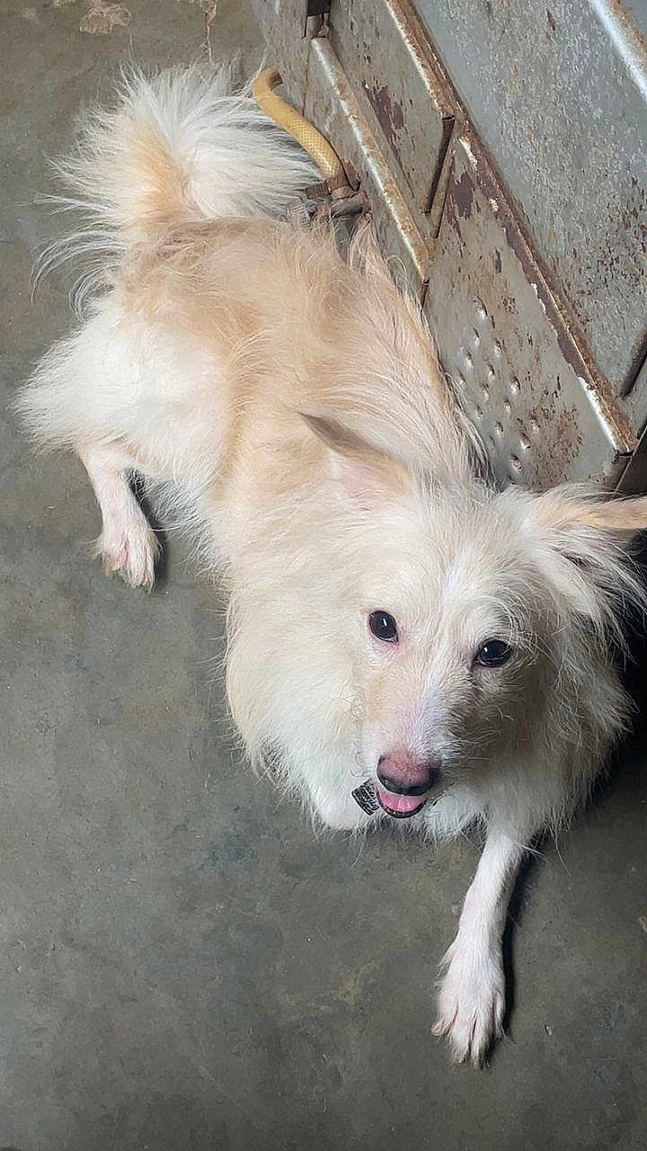 Xavi is registered to the contest to win money with this photo: dog, white_dog, fluffy, pet, canine, animal, fur, paw, floor, concrete, rusty_metal, cabinet, indoor, looking_up, happy, tongue_out, scruffy, muzzle, ears, collar
