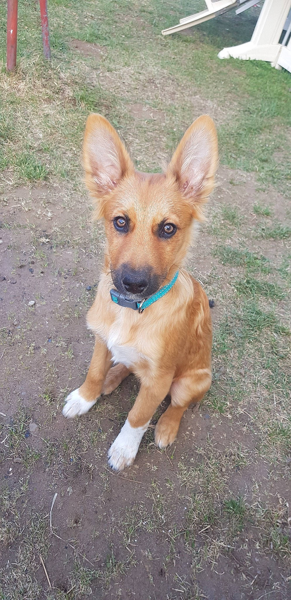 Preston participe au concours pour gagner de l'argent avec cette photo : canidae, carnivore, carolina_dog, companion_dog, corgi_chihuahua, dog, dog_breed, ear, fawn, mammal, pariah_dog, pembroke_welsh_corgi, puppy, rare_breed_dog, snout, street_dog, vertebrate, welsh_corgi, working_dog