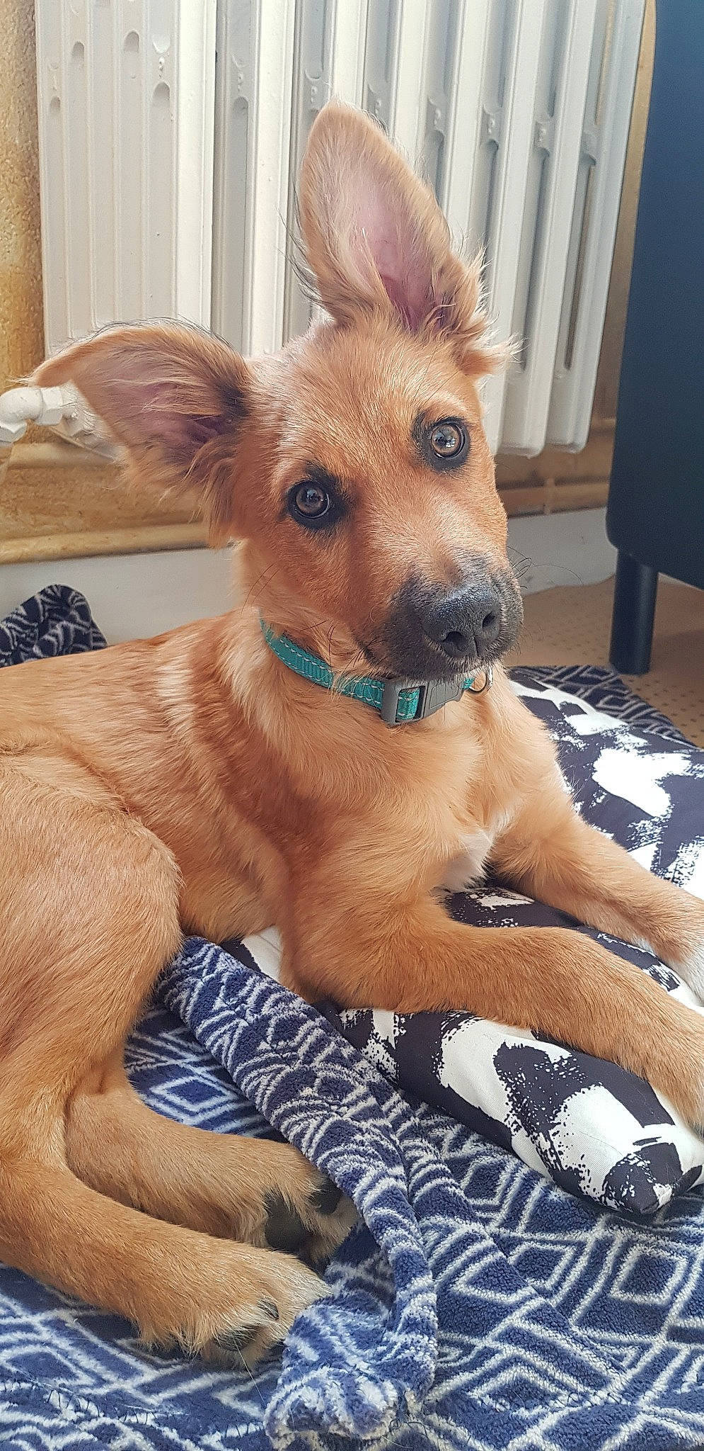 Preston participe au concours pour gagner de l'argent avec cette photo : canidae, carnivore, carolina_dog, companion_dog, dog, dog_breed, ear, fawn, mammal, pariah_dog, portuguese_podengo, puppy, snout, street_dog, vertebrate, whiskers