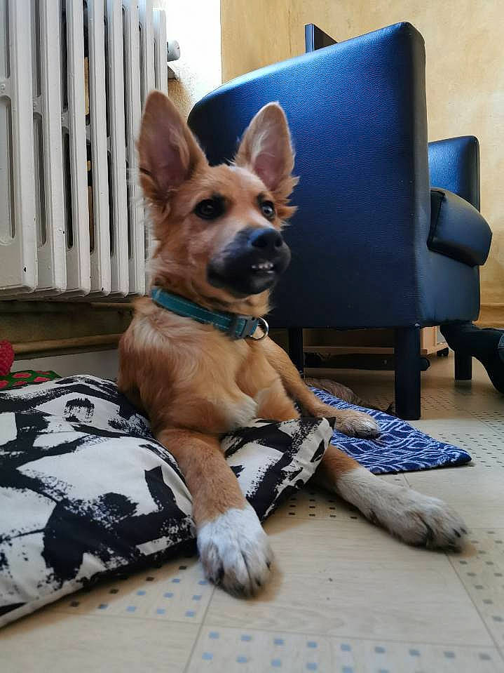 Preston participe au concours pour gagner de l'argent avec cette photo : belgian_shepherd_malinois, canidae, carnivore, carolina_dog, companion_dog, dog, dog_breed, fawn, german_shepherd_dog, mammal, paw, snout, vertebrate, working_dog