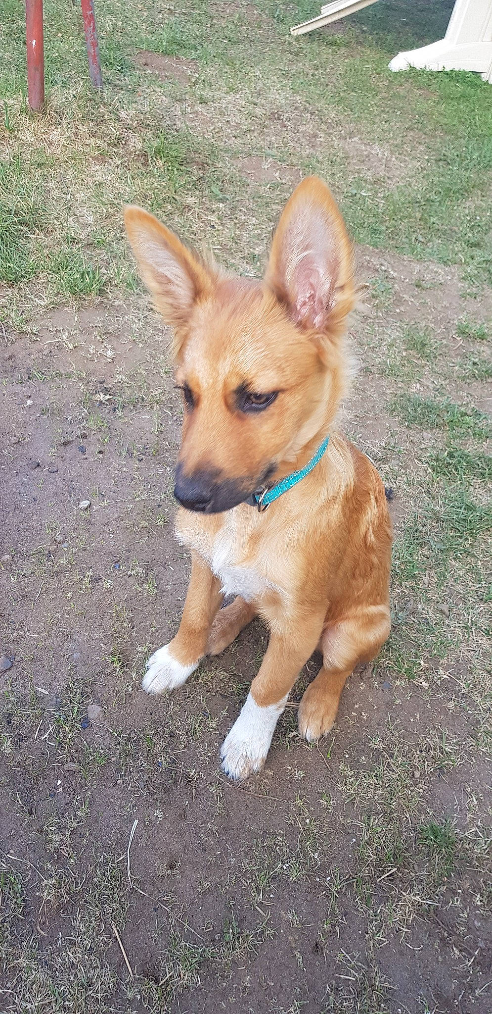 Preston participe au concours pour gagner de l'argent avec cette photo : canidae, cardigan_welsh_corgi, carnivore, carolina_dog, companion_dog, corgi_chihuahua, dog, dog_breed, ear, fawn, mammal, pariah_dog, pembroke_welsh_corgi, portuguese_podengo, puppy, rare_breed_dog, street_dog, vertebrate, welsh_corgi