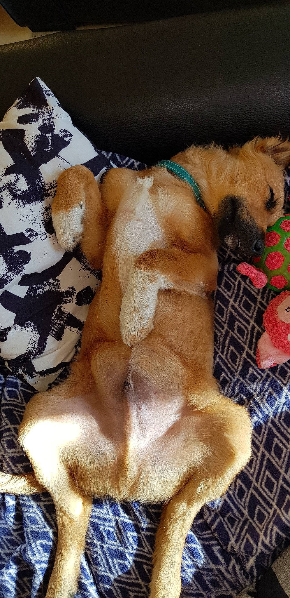 Preston participe au concours pour gagner de l'argent avec cette photo : canidae, carnivore, companion_dog, dog, dog_breed, fawn, fur, golden_retriever, hovawart, mammal, paw, puppy, sporting_group