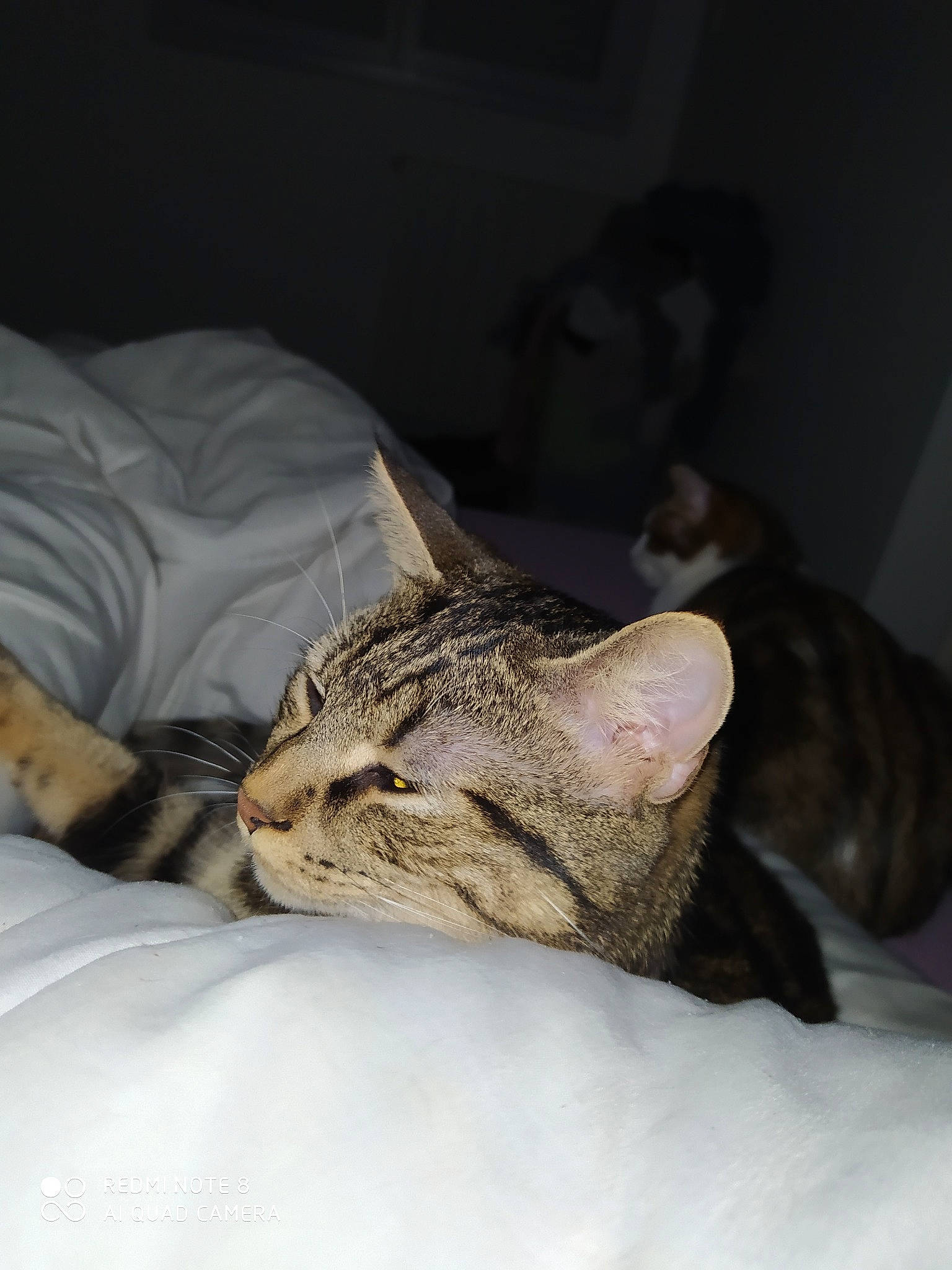 Patchou a rejoint le concours — aidez-le/la à gagner de superbes lots ! american_shorthair, asian, california_spangled, carnivore, cat, domestic_short_haired_cat, dragon_li, ear, european_shorthair, eye, felidae, fur, kitten, nap, ocicat, pixie_bob, sleep, small_to_medium_sized_cats, tabby_cat, whiskers