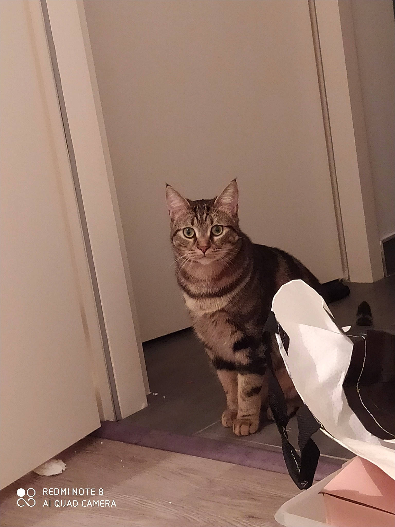 Patchou a rejoint le concours — aidez-le/la à gagner de superbes lots ! american_shorthair, asian, carnivore, cat, domestic_short_haired_cat, dragon_li, european_shorthair, fawn, felidae, leg, mammal, ocicat, small_to_medium_sized_cats, sokoke, tabby_cat, tail, whiskers