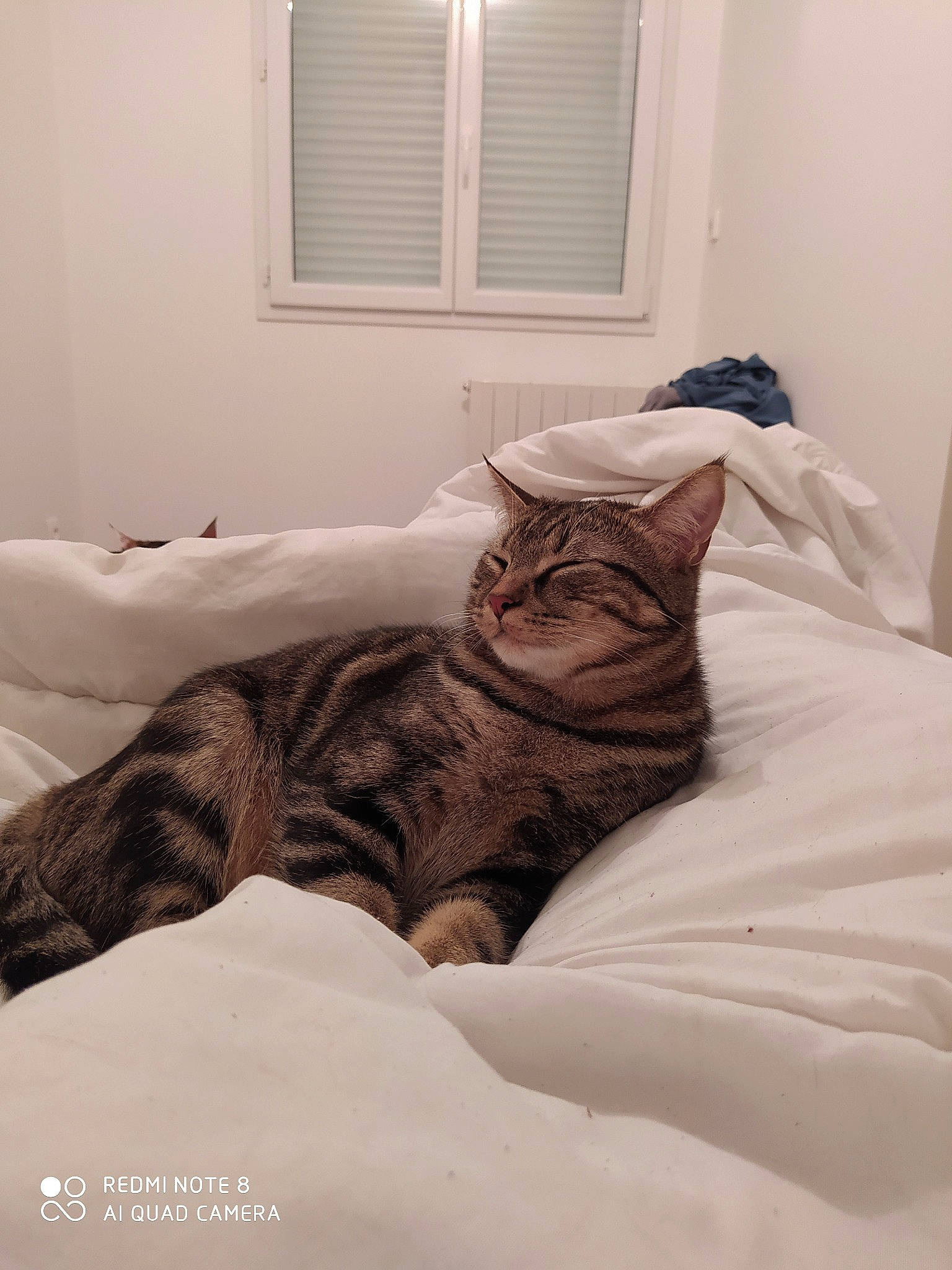 Patchou a rejoint le concours — aidez-le/la à gagner de superbes lots ! american_shorthair, bed, bed_sheet, bedding, bedroom, carnivore, cat, comfort, ear, european_shorthair, felidae, fur, furniture, kitten, room, skin, small_to_medium_sized_cats, tabby_cat, textile, whiskers