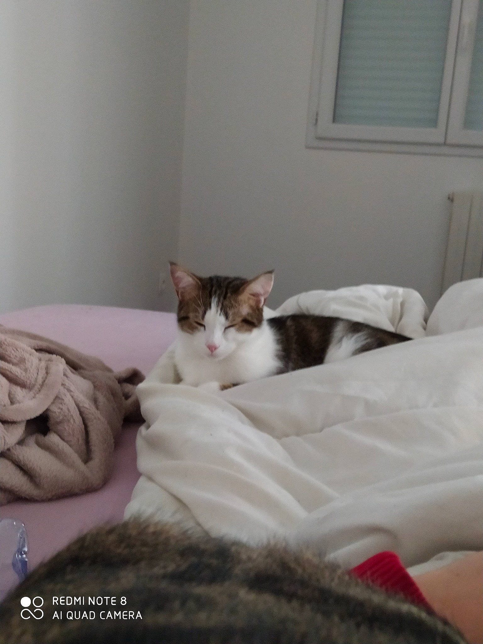 Patch a rejoint le concours — aidez-le/la à gagner de superbes lots ! aegean_cat, bed, bed_sheet, bedroom, carnivore, cat, comfort, domestic_short_haired_cat, european_shorthair, fawn, felidae, fur, furniture, kitten, room, small_to_medium_sized_cats, tail, whiskers