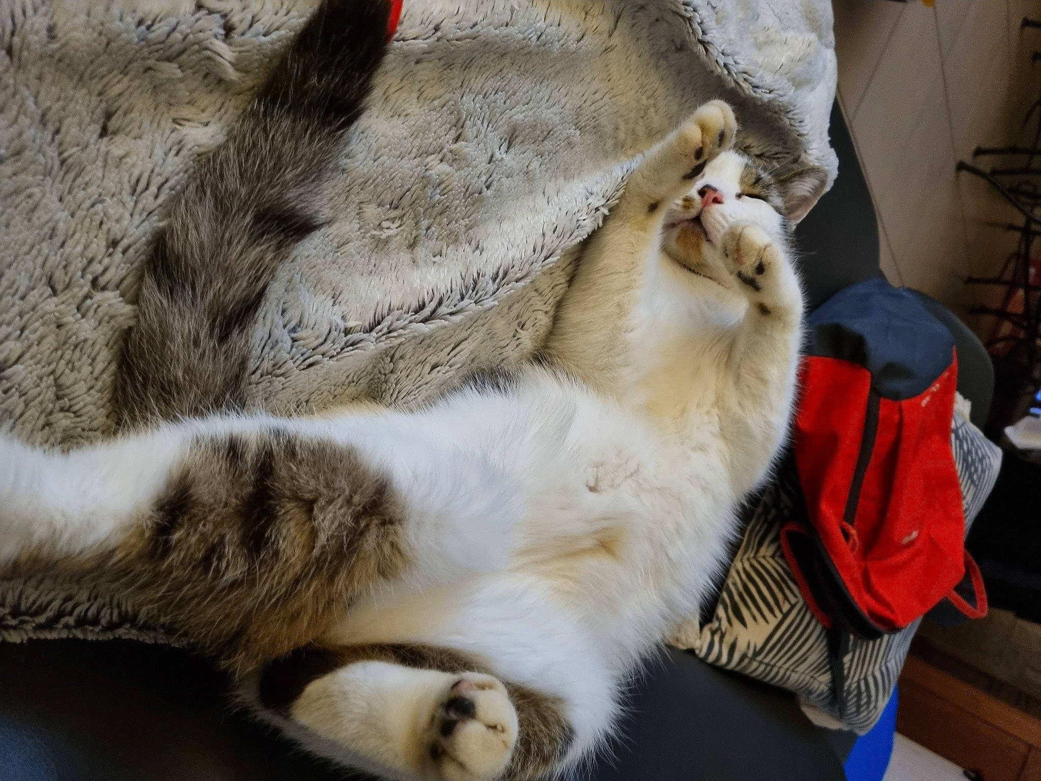 Nuggets participe au concours pour gagner de l'argent avec cette photo : backpack, canidae, carnivore, cat, claw, comfort, companion_dog, domestic_short_haired_cat, fawn, felidae, fur, luggage_and_bags, nap, paw, small_to_medium_sized_cats, snout, sporting_group, tail, terrestrial_animal, whiskers