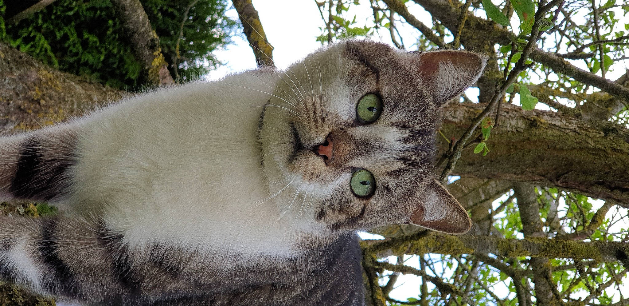 Bandit a rejoint le concours — aidez-le/la à gagner de superbes lots ! carnivore, cat, domestic_short_haired_cat, fawn, felidae, fur, grass, plant, plant_stem, sky, small_to_medium_sized_cats, snout, tail, terrestrial_animal, terrestrial_plant, tree, trunk, twig, whiskers, wildlife