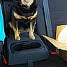 armrest, backseat, black_fur, canine, car_interior, cardboard_box, companion, dog, domestic_animal, ears_up, happy, indoor, looking_at_camera, mouth_open, pet, seatbelt, sitting, small_dog, tan_fur, vehicle