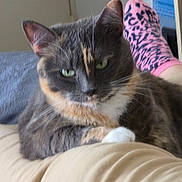 Himé a rejoint le concours — aidez-le/la à gagner de superbes lots ! animal, blurred_background, cat, cozy, ear, fabric, feline, foot, fur, green_eyes, home, indoor, leopard_print, paw, pet, pink, relaxed, resting, sock, whiskers