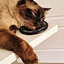 Storm is registered to the contest to win money with this photo: cat, siamese, blue_eyes, fur, paw, table, indoor, relaxed, resting, closeup, whiskers, animal, pet, mammal, brown, beige, black, nose, ear, sleepy