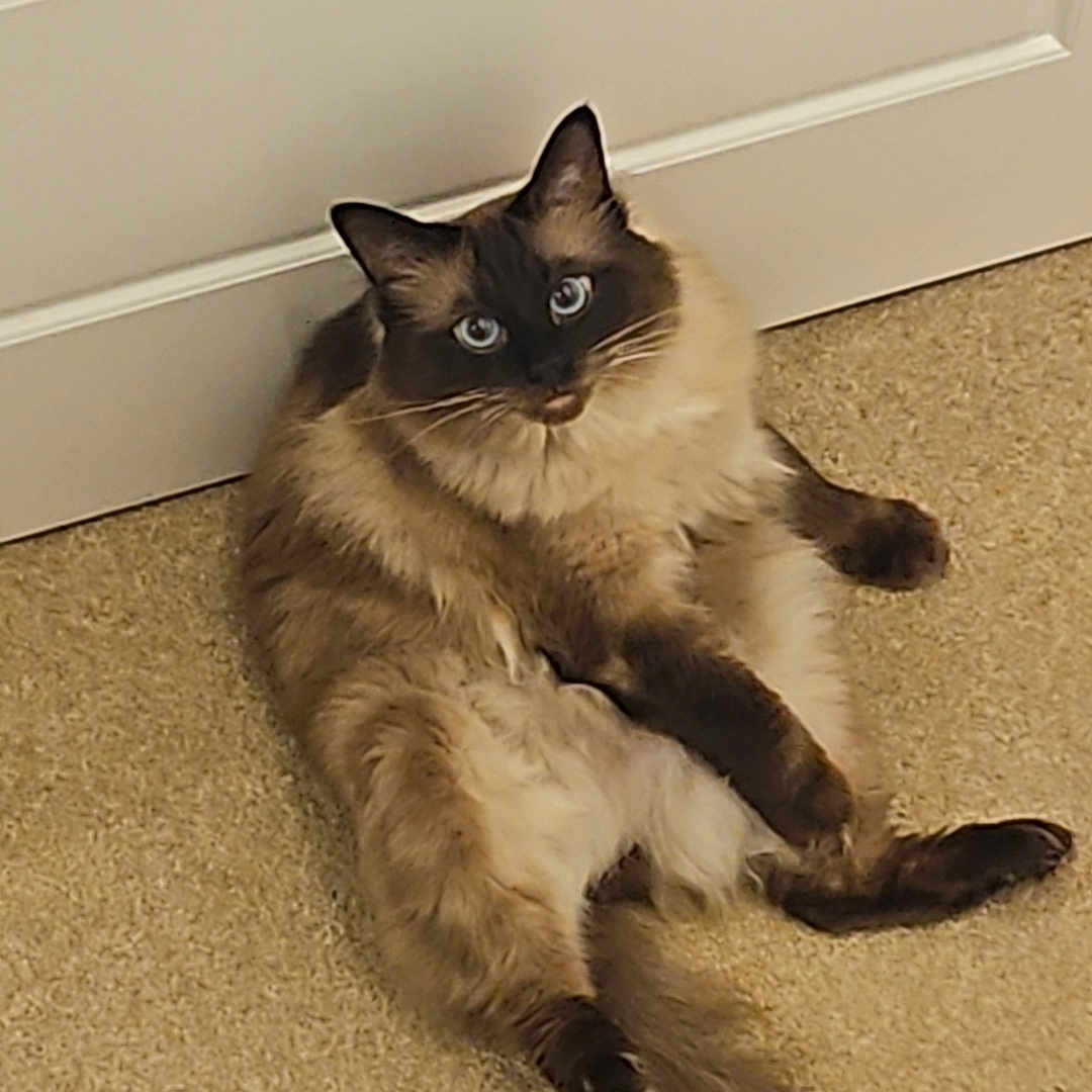 Storm joined the competition — help win amazing prizes! animal, beige, blue_eyes, brown_fur, carpet, cat, curious, cute, domestic_cat, door, ears, feline, fluffy, indoor, long_tail, pet, portrait, relaxed, sitting, whiskers