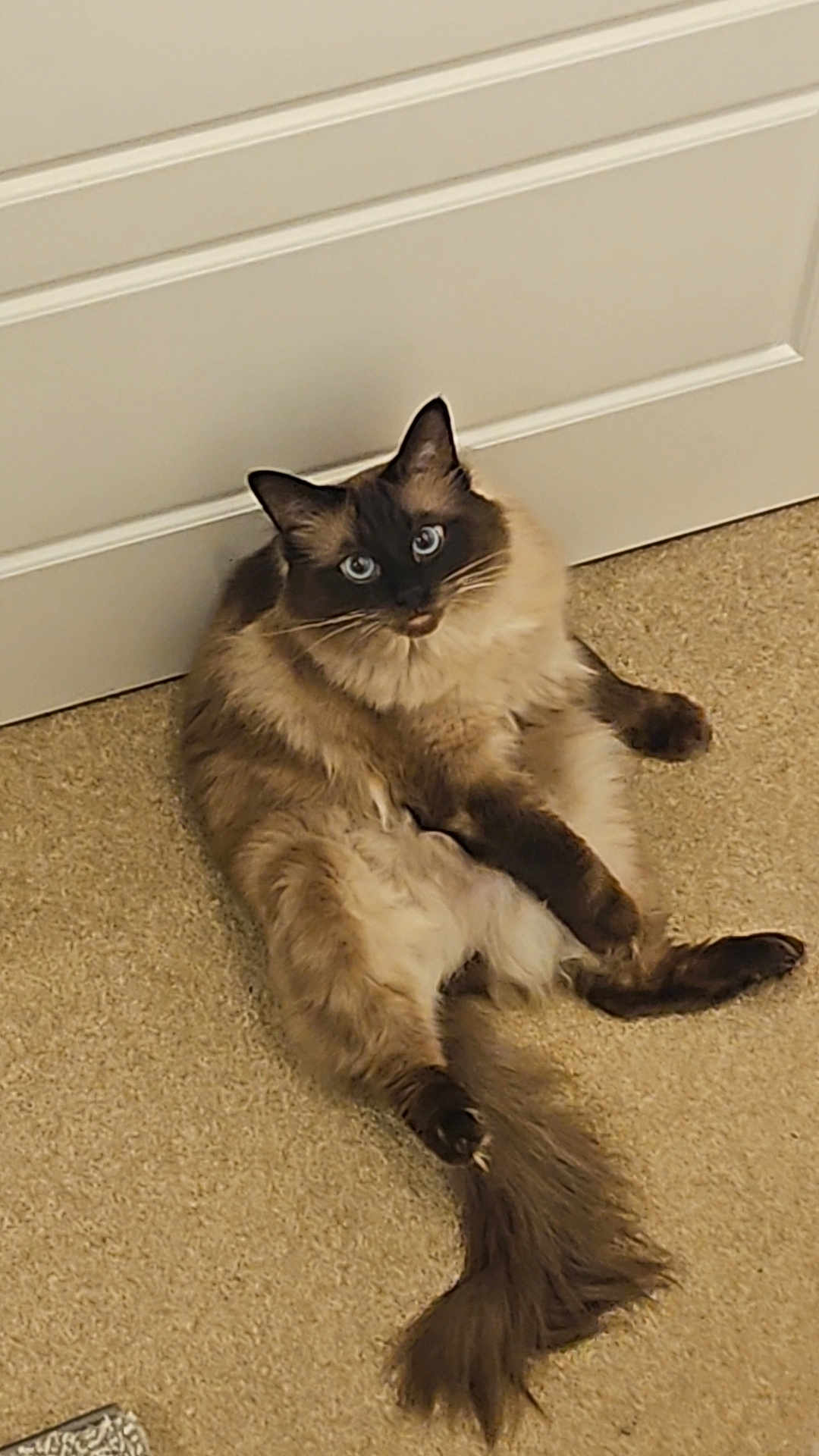 Storm joined the competition — help win amazing prizes! cat, fluffy, blue_eyes, carpet, indoor, relaxed, pet, animal, feline, door, curious, sitting, long_tail, brown_fur, beige, portrait, cute, whiskers, ears, domestic_cat