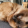 Storm is registered to the contest to win money with this photo: cat, siamese_cat, blue_eyes, fluffy, feline, pet, indoor, couch, resting, relaxed, fur, whiskers, close_up, home, cozy, animal, sleeping, cute, domestic_cat, mammal