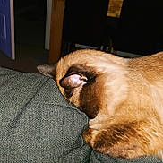 Storm joined the competition — help win amazing prizes! cat, fluffy, couch, indoor, sleeping, cozy, fur, pet, animal, resting, home, furniture, closeup, relaxing, brown, beige, texture, ear, quiet, soft