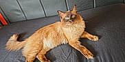 Storm is registered to the contest to win money with this photo: cat, fluffy, blue_eyes, feline, pet, domestic_animal, lying_down, couch, indoor, fur, whiskers, tail, relaxed, animal, mammal, brown, black, closeup, portrait, resting
