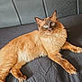 cat, fluffy, blue_eyes, feline, pet, domestic_animal, lying_down, couch, indoor, fur, whiskers, tail, relaxed, animal, mammal, brown, black, closeup, portrait, resting
