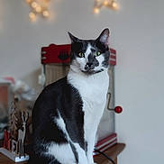 Paco a rejoint le concours — aidez-le/la à gagner de superbes lots ! cat, black_and_white, sitting, wooden_cabinet, indoor, fairy_lights, star_lights, green_eyes, pet, feline, household_items, decorations, blurred_background, cozy, festive, domestic, furniture, tail, whiskers, curious