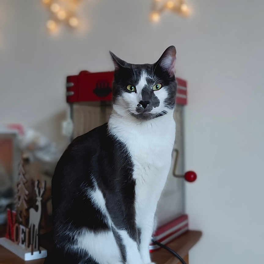 Paco a rejoint le concours — aidez-le/la à gagner de superbes lots ! black_and_white, blurred_background, cat, cozy, curious, decorations, domestic, fairy_lights, feline, festive, furniture, green_eyes, household_items, indoor, pet, sitting, star_lights, tail, whiskers, wooden_cabinet
