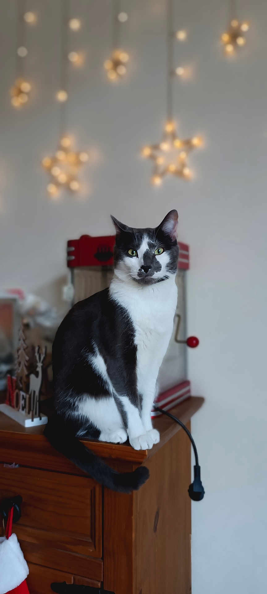 Paco a rejoint le concours — aidez-le/la à gagner de superbes lots ! cat, black_and_white, sitting, wooden_cabinet, indoor, fairy_lights, star_lights, green_eyes, pet, feline, household_items, decorations, blurred_background, cozy, festive, domestic, furniture, tail, whiskers, curious