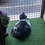 Plumo a rejoint le concours — aidez-le/la à gagner de superbes lots ! cat, feline, black_and_white, fluffy, artificial_turf, fence, metal_grid, outdoor, flowers, planter, purple_flowers, street, sidewalk, relaxing, pet, domestic_animal, quiet, resting, daylight, back_view
