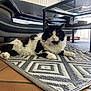 cat, black_and_white, fluffy, rug, indoor, living_room, couch, coffee_table, patterned_rug, floor, furniture, pet, relaxed, domestic_animal, window_light, home_interior, plant_pots, tile_floor, resting, whiskers
