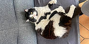 Plumo a rejoint le concours — aidez-le/la à gagner de superbes lots ! cat, black_and_white, fluffy, lying_down, couch, gray_blanket, relaxed, indoor, pet, feline, yellow_eyes, fur, whiskers, tail, floor_tiles, domestic_animal, resting, looking_at_camera, cozy, soft_texture