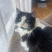 Plumo a rejoint le concours — aidez-le/la à gagner de superbes lots ! cat, black_and_white, fluffy, yellow_eyes, cushion, quilted, window, curtains, indoor, pet, lounge, feline, home, cozy, floor, tile, litter_box, relaxed, closeup, domestic