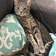 Stark joined the competition — help win amazing prizes! animal, blanket, cat, couch, cozy, domestic, ears, eyes, feline, fur, gray_cat, indoor, patterned_blanket, paws, pet, relaxed, resting, tabby, tail, whiskers