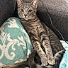 animal, blanket, cat, couch, cozy, domestic, ears, eyes, feline, fur, gray_cat, indoor, patterned_blanket, paws, pet, relaxed, resting, tabby, tail, whiskers