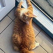 Cheetos joined the competition — help win amazing prizes! cat, cozy, curious, domestic_animal, door, feline, floor, home, indoor, looking_up, mesh_screen, orange_tabby, paw, pet, relaxed, slipper, sunlight, tail, tile, whiskers