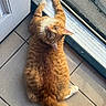 cat, cozy, curious, domestic_animal, door, feline, floor, home, indoor, looking_up, mesh_screen, orange_tabby, paw, pet, relaxed, slipper, sunlight, tail, tile, whiskers