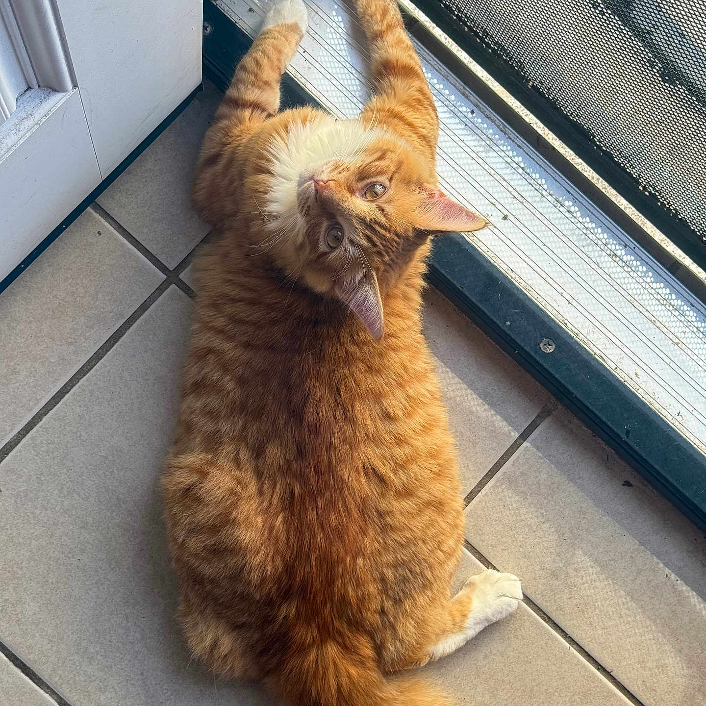 Cheetos
