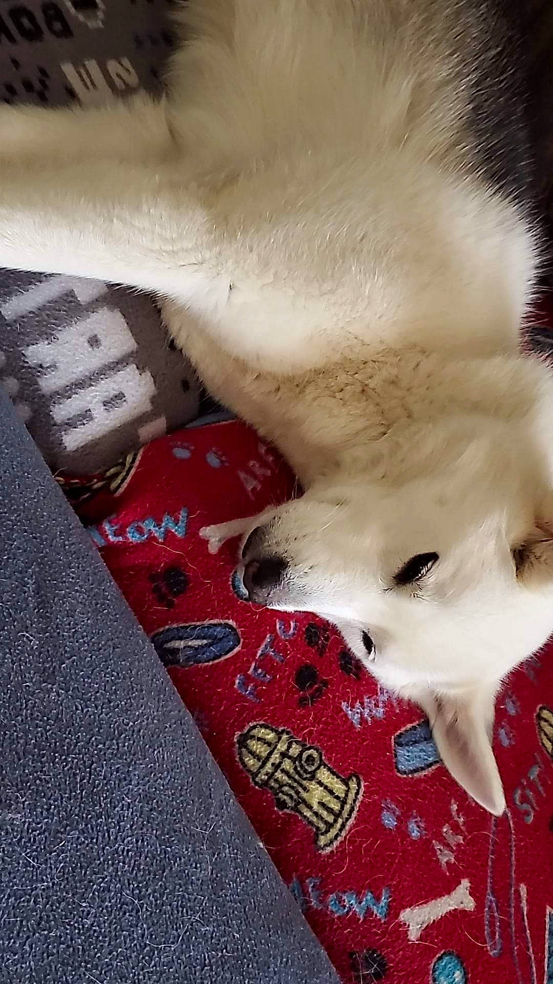 Miyah is registered to the contest to win money with this photo: canidae, carnivore, companion_dog, dog, dog_breed, fawn, flooring, fur, german_spitz, german_spitz_mittel, japanese_spitz, samoyed, snout, spitz, sporting_group, tail, toy_dog, volpino_italiano, whiskers, working_animal