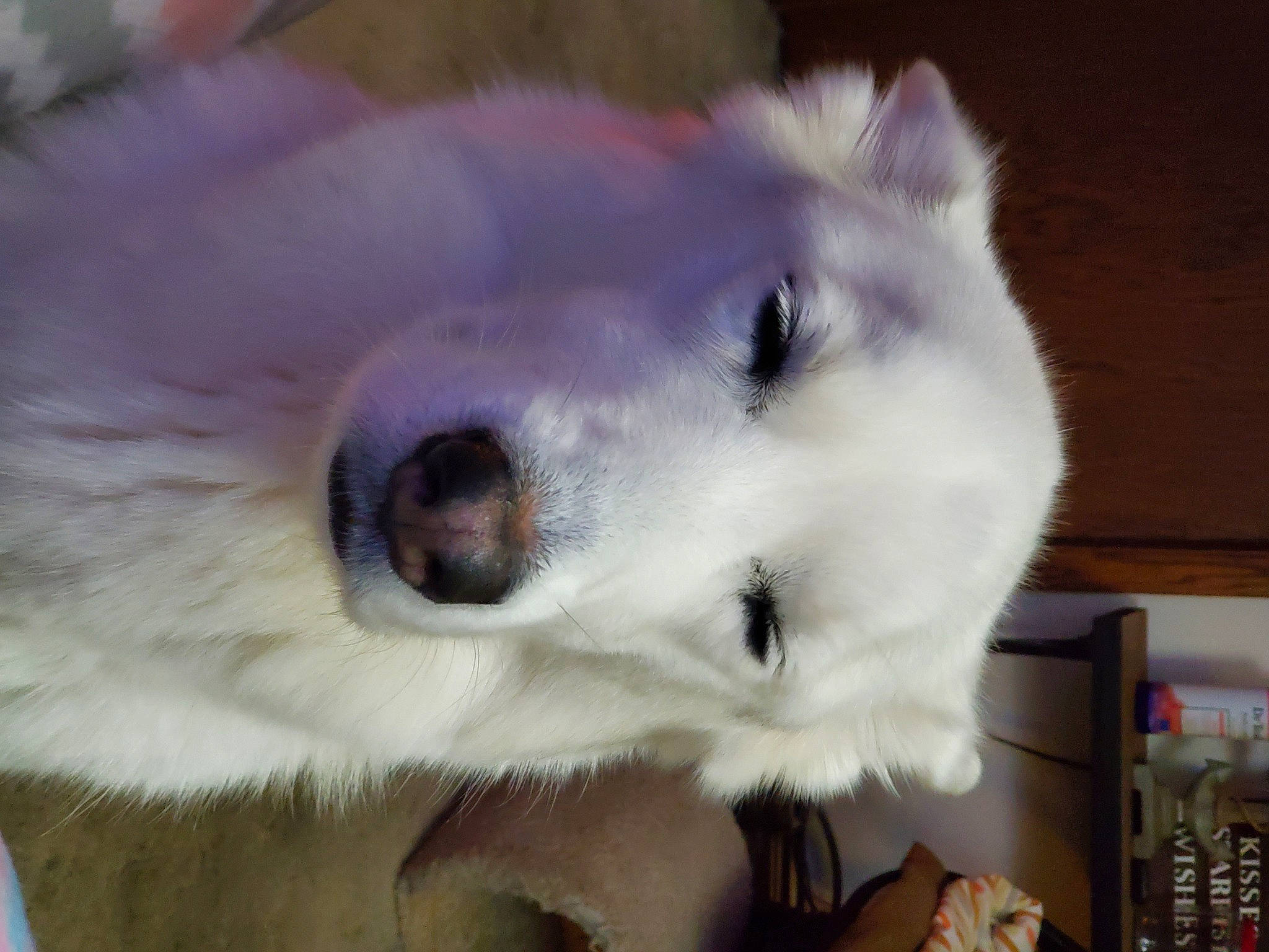 Miyah joined the competition — help win amazing prizes! american_eskimo_dog, canidae, carnivore, companion_dog, dog, dog_breed, eyelash, fang, fawn, felidae, fur, german_spitz, indian_spitz, samoyed, snout, spitz, sporting_group, volpino_italiano, whiskers, working_animal