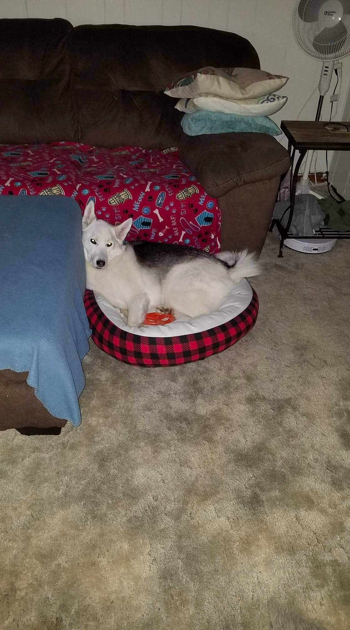 Miyah joined the competition — help win amazing prizes! canidae, carnivore, cat, comfort, companion_dog, dog_breed, domestic_short_haired_cat, felidae, flooring, fur, grey, hardwood, linens, room, small_to_medium_sized_cats, sporting_group, tail, vertebrate, whiskers, wood