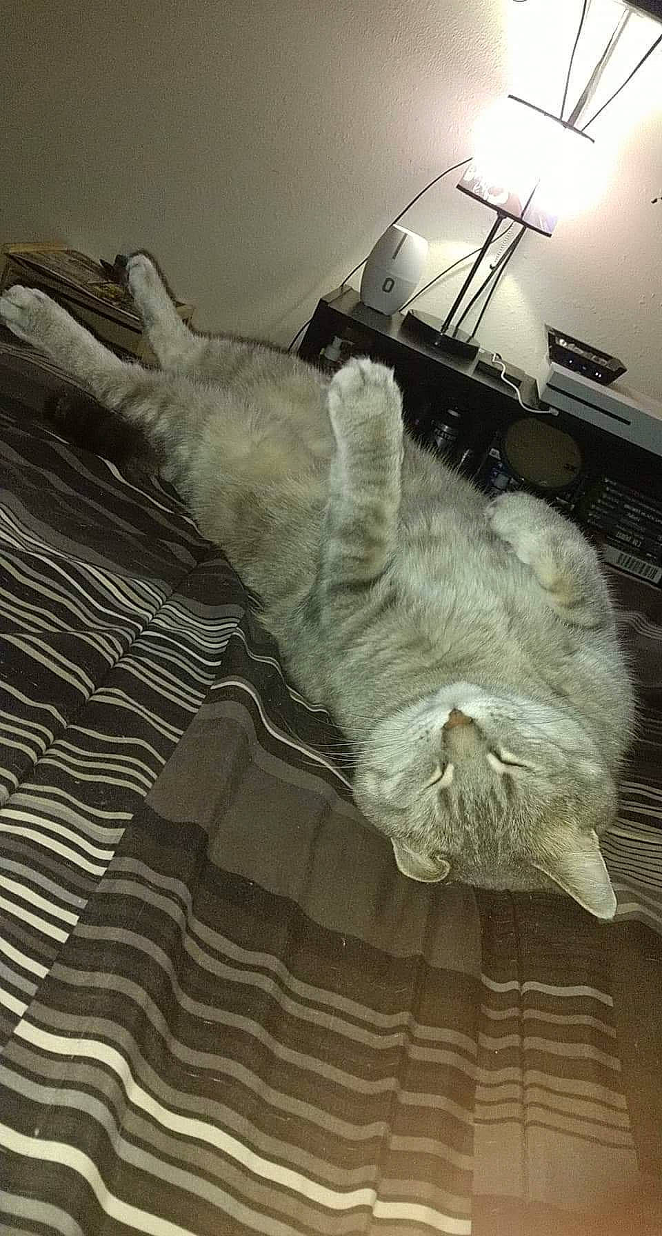 Squirrel joined the competition — help win amazing prizes! art, carnivore, cat, comfort, feather, felidae, flooring, foot, fur, grey, hardwood, human_leg, linens, paw, room, small_to_medium_sized_cats, tail, whiskers, wood, wool