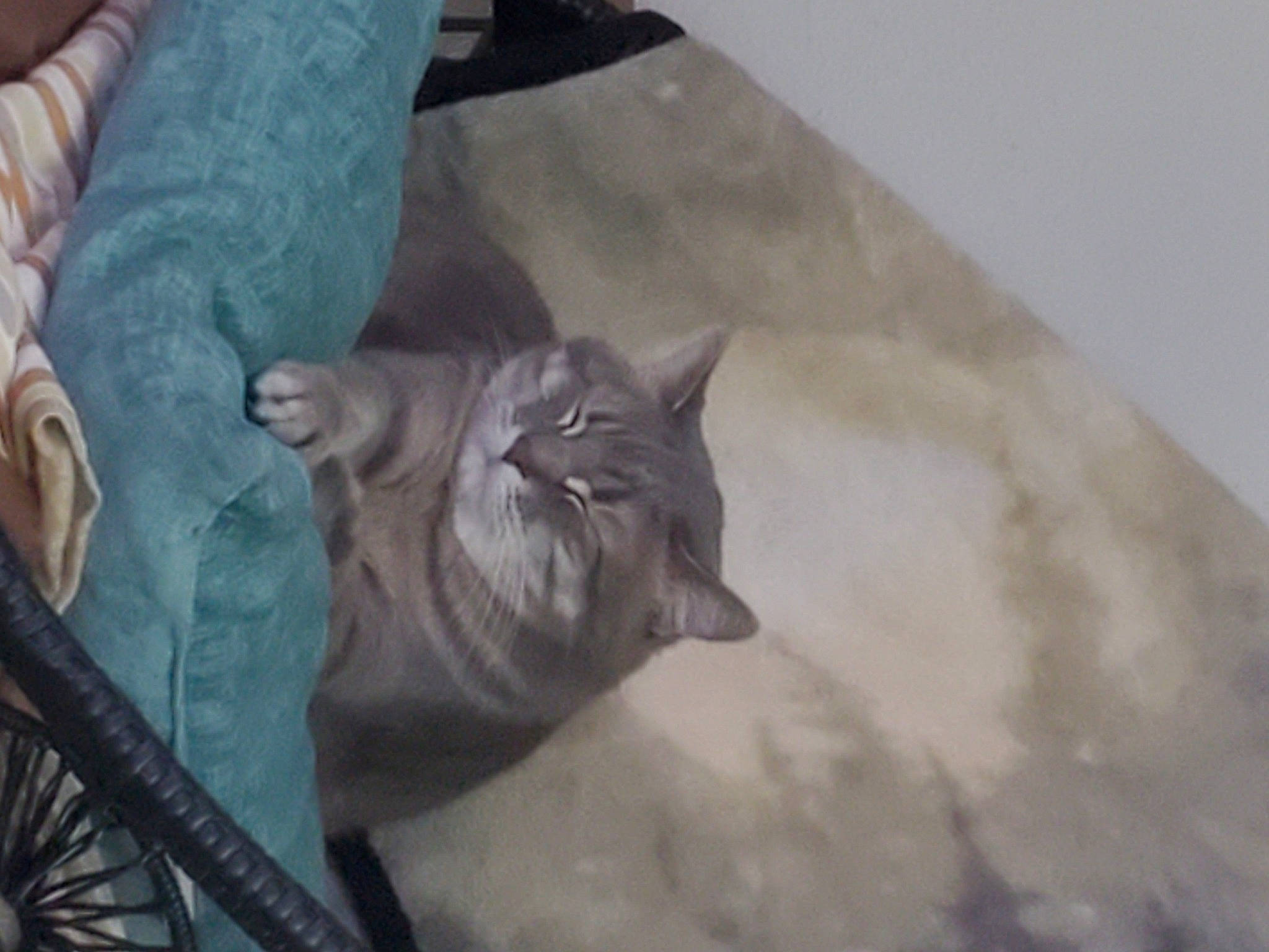 Squirrel is registered to the contest to win money with this photo: art, black_cat, canidae, carnivore, cat, claw, comfort, domestic_short_haired_cat, fawn, felidae, flooring, fur, grey, metal, small_to_medium_sized_cats, snout, tail, whiskers