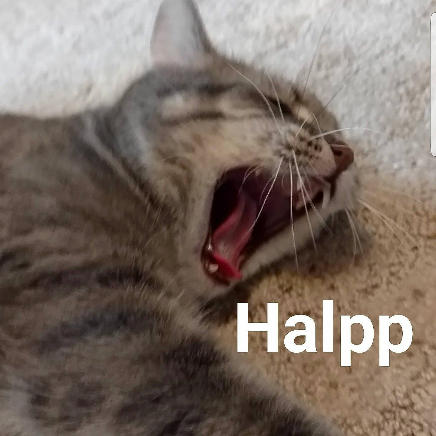 Squirrel joined the competition — help win amazing prizes! carnivore, cat, claw, close_up, domestic_short_haired_cat, eye, fang, felidae, fur, jaw, paw, photo_caption, roar, small_to_medium_sized_cats, snout, terrestrial_animal, tooth, whiskers, wildlife, yawn