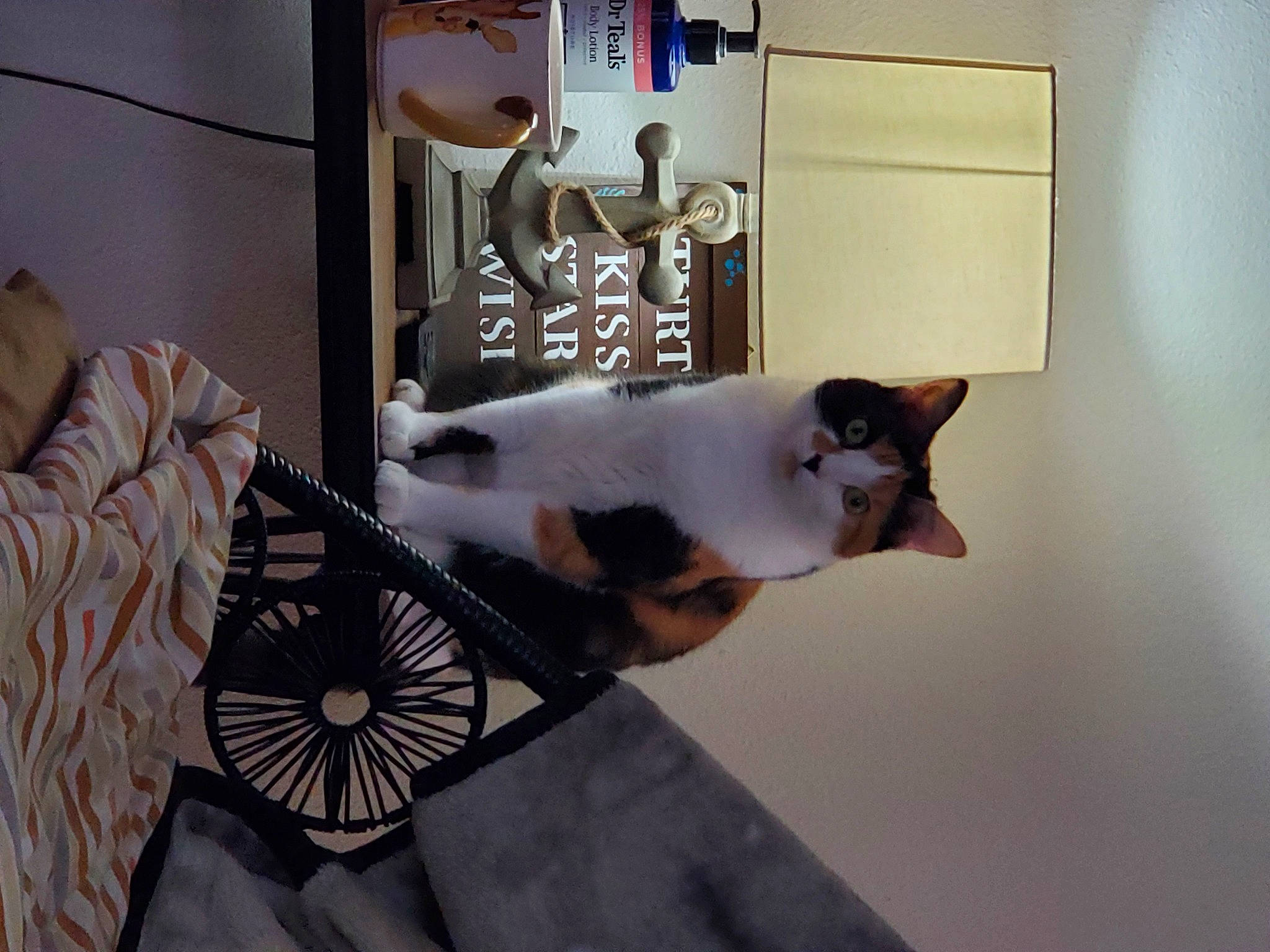 Bella joined the competition — help win amazing prizes! art, carnivore, cat, door, eyewear, fashion_accessory, fawn, felidae, flooring, human_body, linens, refrigerator, room, sleeve, small_to_medium_sized_cats, tail, tree, visual_arts, whiskers, wood