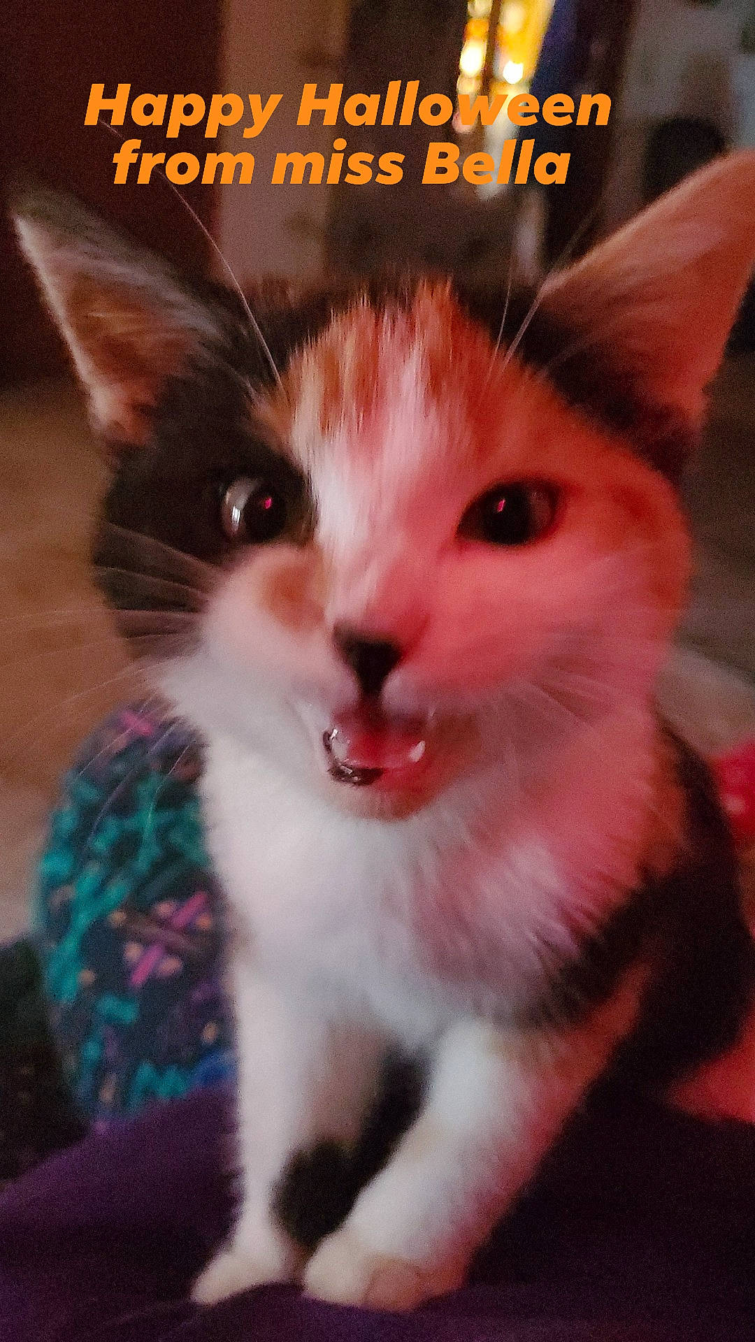 Bella is registered to the contest to win money with this photo: art, carnivore, cat, domestic_short_haired_cat, felidae, font, fur, paw, pet_supply, photo_caption, photography, publication, small_to_medium_sized_cats, tail, whiskers, window