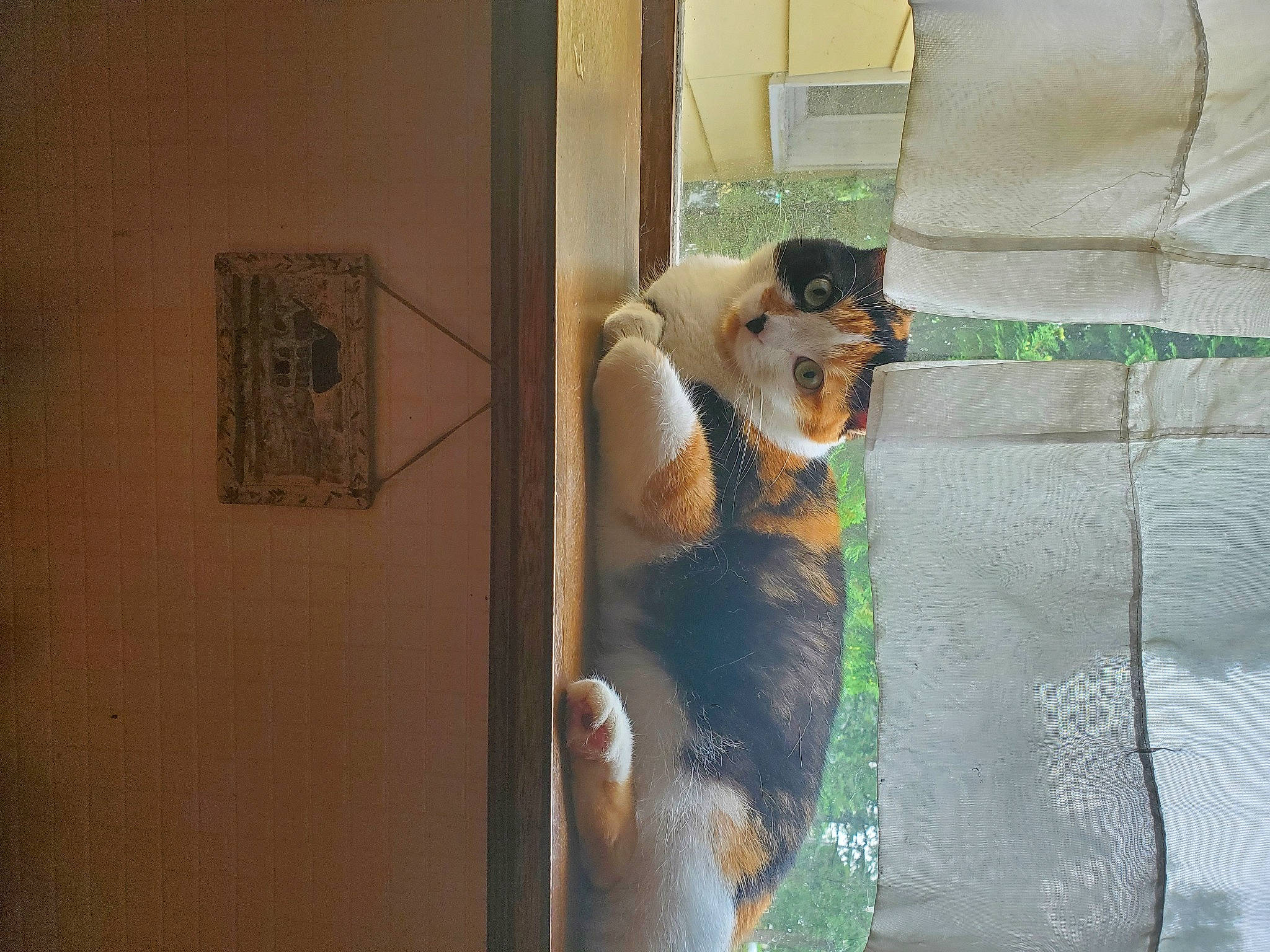 Bella is registered to the contest to win money with this photo: art, canidae, carnivore, comfort, companion_dog, couch, fawn, felidae, fur, human_leg, linens, room, sitting, small_to_medium_sized_cats, stuffed_toy, tail, toy, visual_arts, window, wood