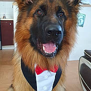 Falko a rejoint le concours — aidez-le/la à gagner de superbes lots ! dog, german_shepherd, tuxedo_bandana, pet, indoor, happy, tongue_out, fur, ears, portrait, canine, smiling, house, floor, furniture, living_room, domestic_animal, cute, animal, companion