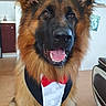 animal, canine, companion, cute, dog, domestic_animal, ears, floor, fur, furniture, german_shepherd, happy, house, indoor, living_room, pet, portrait, smiling, tongue_out, tuxedo_bandana