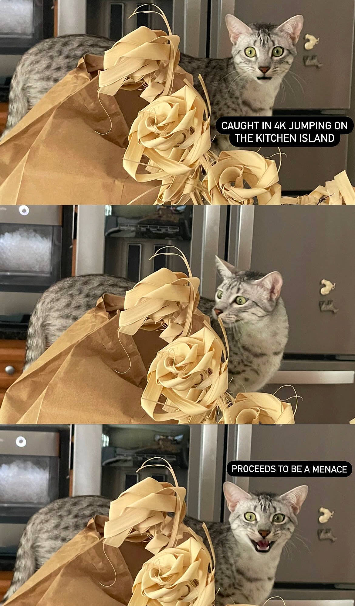 Bao is registered to the contest to win money with this photo: black, brown, design, dress, fashion, fashion_accessory, fashion_design, font, fur, grey, hat, light, natural_material, peach, product, room, textile, white, wood, yellow