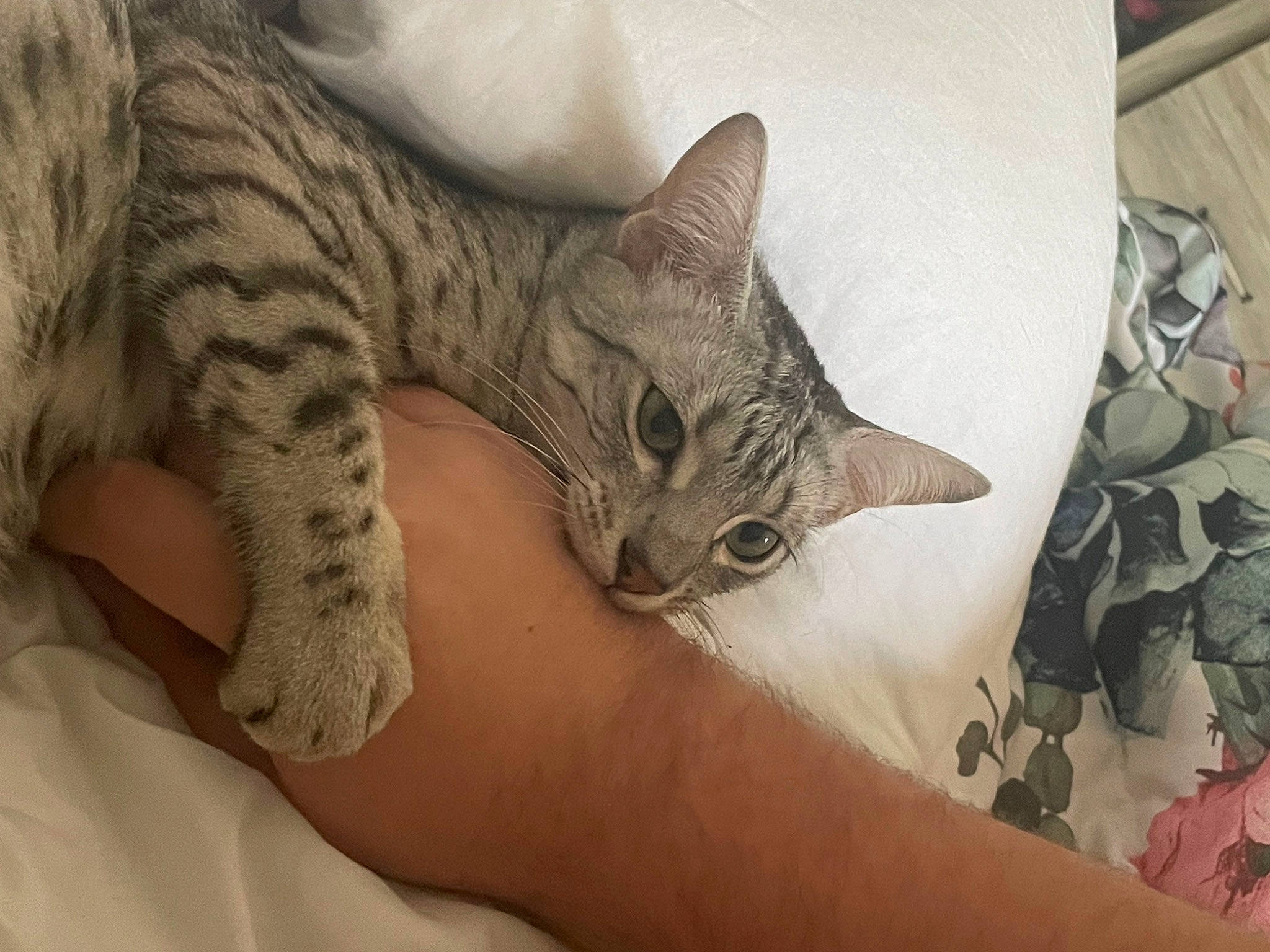 Bao is registered to the contest to win money with this photo: carnivore, cat, claw, comfort, domestic_short_haired_cat, eye, felidae, fur, head, mammal, military_camouflage, nail, pattern, paw, small_to_medium_sized_cats, snout, tail, terrestrial_animal, vertebrate, whiskers