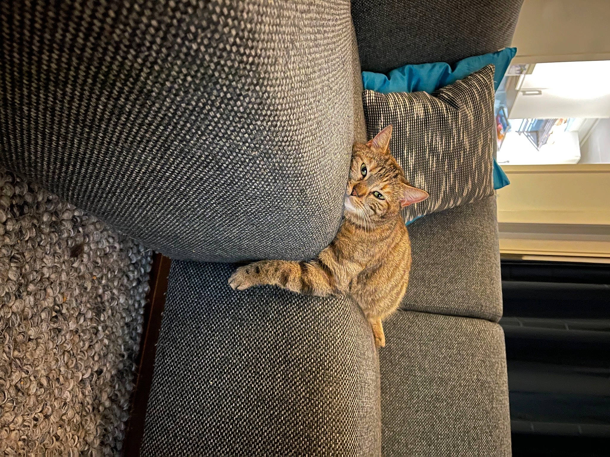 Nefertiti a rejoint le concours — aidez-le/la à gagner de superbes lots ! carnivore, cat, comfort, couch, domestic_short_haired_cat, felidae, flooring, fur, grey, human_leg, linens, mammal, sitting, small_to_medium_sized_cats, tail, tints_and_shades, vertebrate, whiskers, window, wood