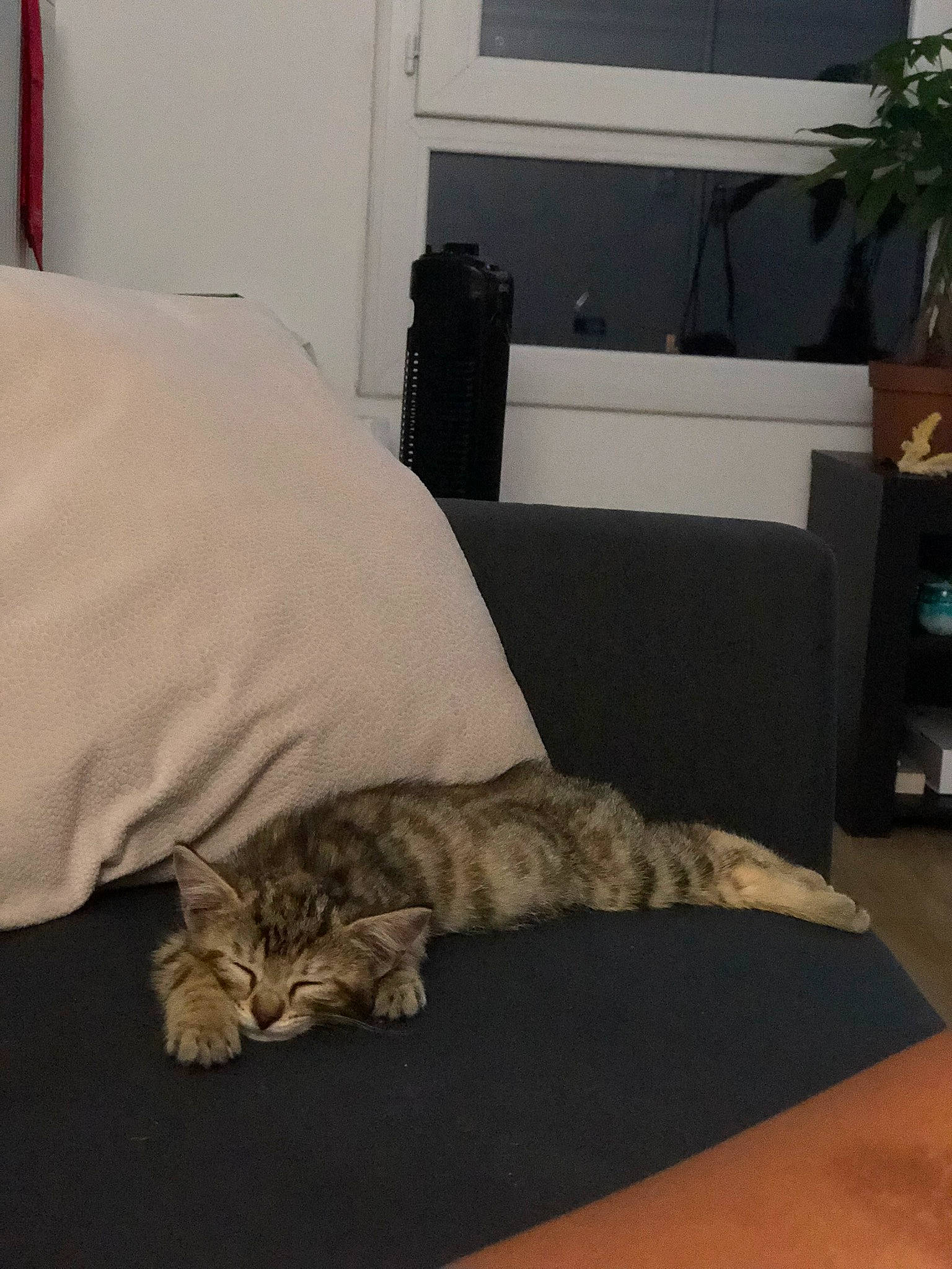 Nefertiti participe au concours pour gagner de l'argent avec cette photo : bed, bedding, bedroom, carnivore, cat, comfort, couch, felidae, floor, flooring, grey, hardwood, houseplant, linens, mammal, plant, small_to_medium_sized_cats, tail, whiskers, wood